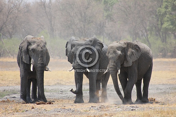 Bull African Elephants