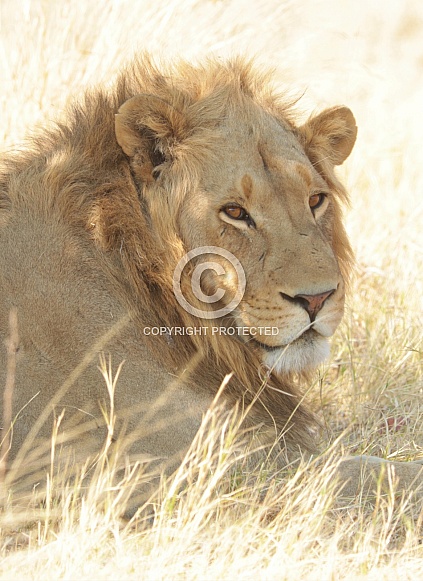 Male Lion in the shade