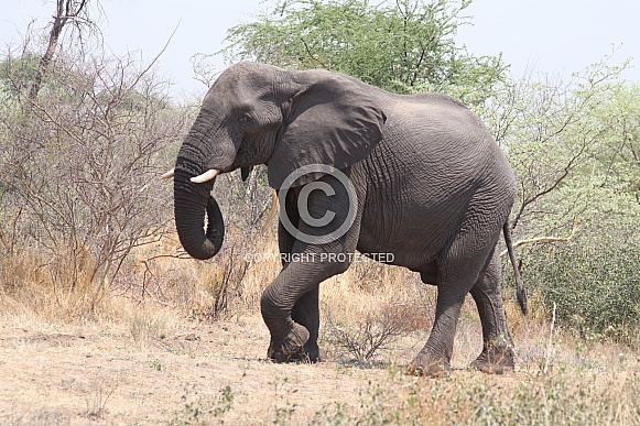 Side profile of Bull Elephant