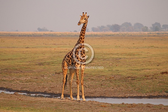 Giraffe early morning