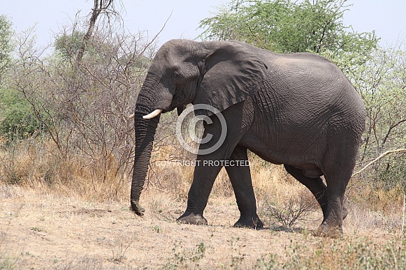 Side profile of Bull Elephant