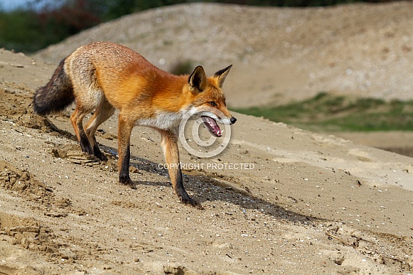 Red fox in the dunes
