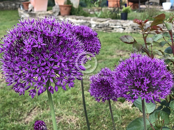 Purple Alliums