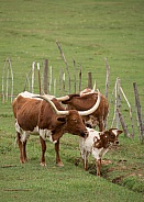 Bos taurus, Texas long horned cows