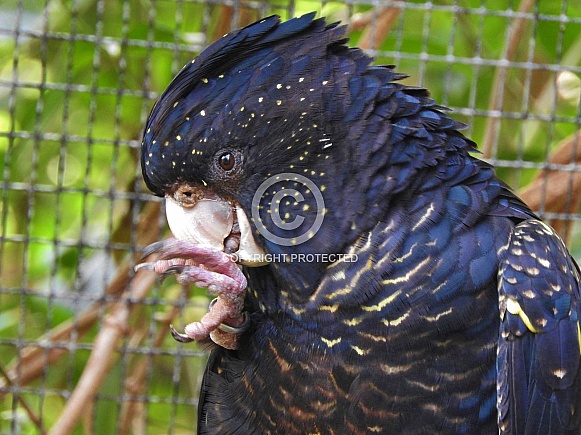 Red-tailed Black Cockatoo - female