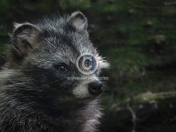 Common Raccoon Dog