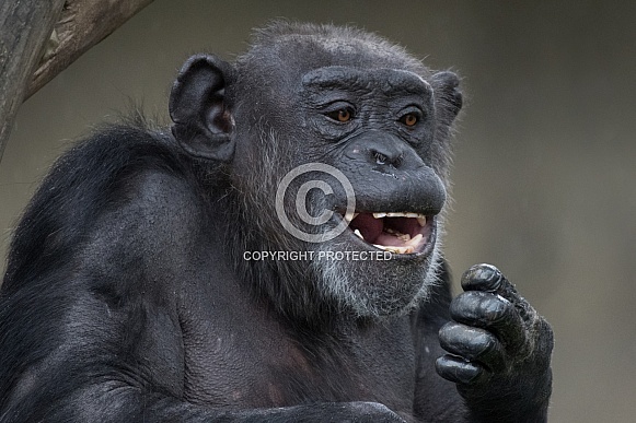 West African Chimpanzee