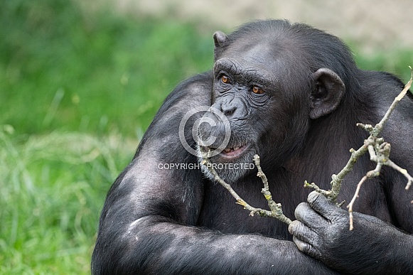 West African Chimpanzee