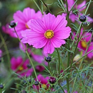 Hot Pink Cosmos Flower