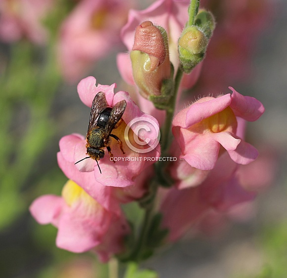 Insect On Snapdragon