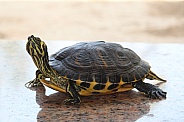 Yellow-bellied slider Turtle
