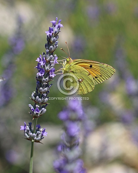 Clouded Yellow Butterfly On Lavender