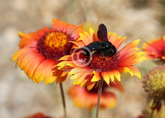 Carpenter Bee On Blanket Flower