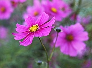 Hot Pink Cosmos Flower