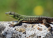 Podarcis sicula (Italian wall lizard)