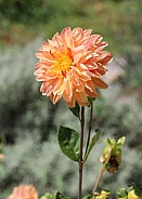 Pale Orange Dahlia Flower