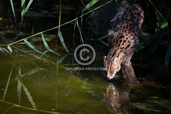 Fishing cat drinking some water