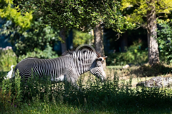 GrÃ©vy's zebra