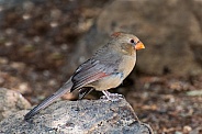 Desert Cardinal (Female)
