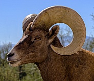 Big Horn Sheep Ram Portrait