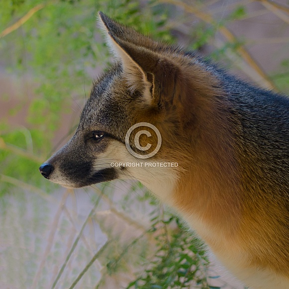 Grey Fox Portrait
