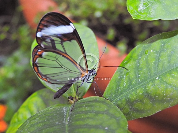 Clearwing or Glasswing Butterfly