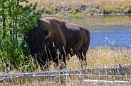 Bison hiding in the Pines