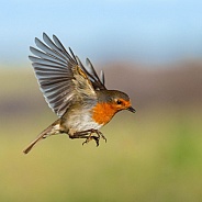 Hovering Robin