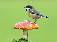 A Great tit on Toadstool