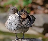 Sharp-Tailed Teal