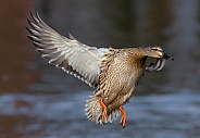 A female Mallard in flight
