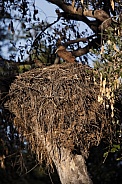 Hamercop (Scopus umbretta) on its nest - Botswana