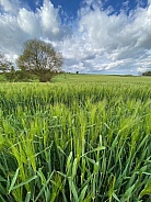Agricultural land with a crop of barley - England