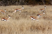 Springbok pronking - Namibia