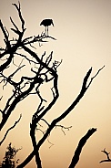 Silhouette of a Marabou Stork - Botswana