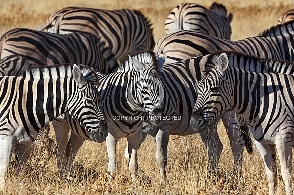 Planes Zebra (Equus quagga)