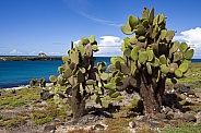 Giant Prickly Pear Cactus - Galapagos Islands