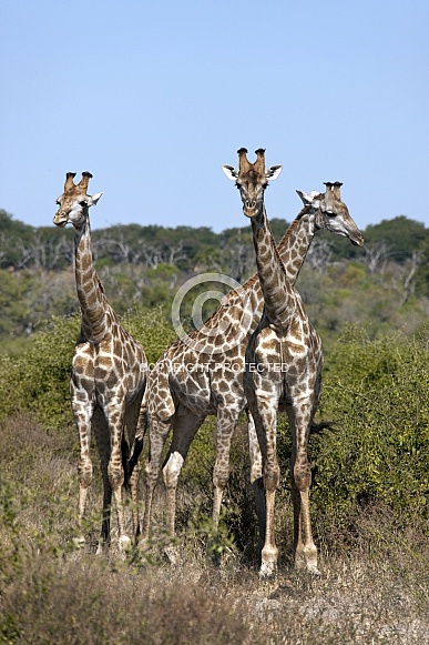 Giraffe - Chobe National Park - Botswana