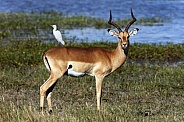 Impala - Okavango Delta - Botswana