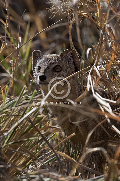 Small-Spotted Genet - Botswana