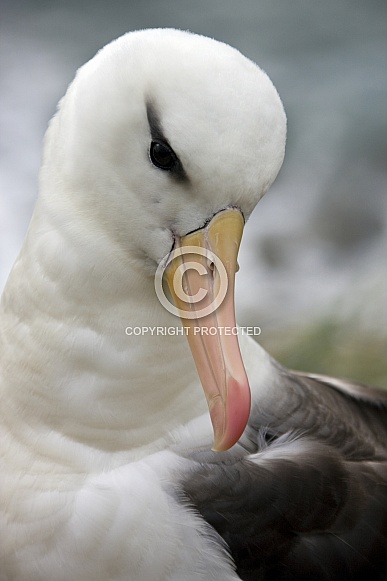 Black-browed Albatross - Falkland Islands