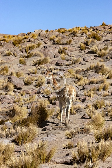 Guanaco in the Atacama Desert - Chile