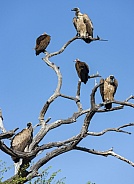 Cape Vultures (Gyps coprotheres)