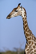 Giraffe (Giraffa camelopardlis) - Botswana