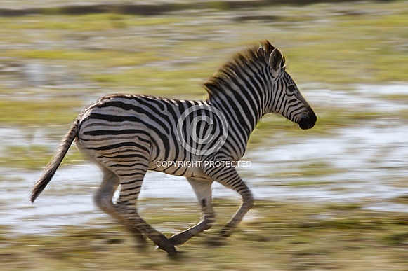Young Zebra (Equus quagga) - Namibia