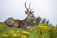Red Deer Stag - Scottish Highlands