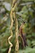 Fawn-breasted Brilliant Hummingbird - Ecuador