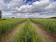 Agricultural land with a crop of barley