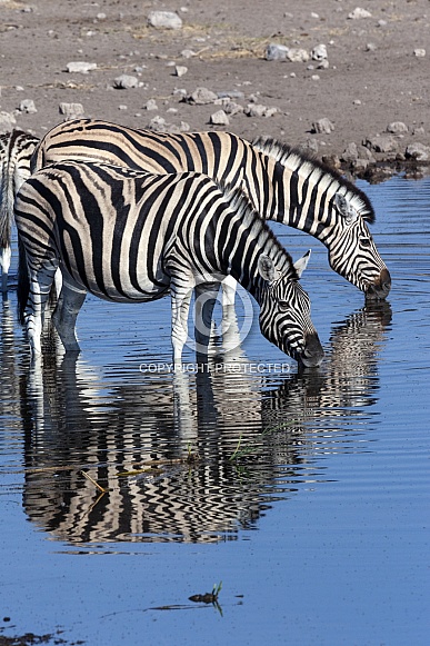 Zebra drinking at a waterhole - Namibia