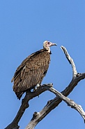 Lappetfaced Vulture - Savuti region of Botswana
